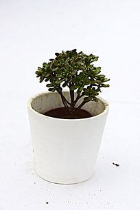 ���ɶ���ֲ������