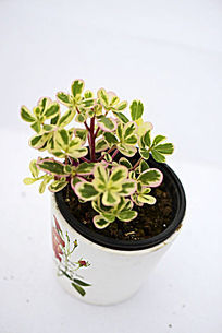 ��ɫ���ζ���ֲ��