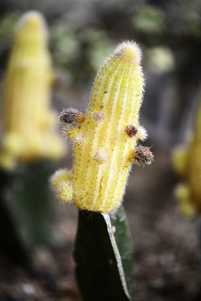 ��ɫ����