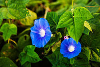 ������ɫ��ǣţ��