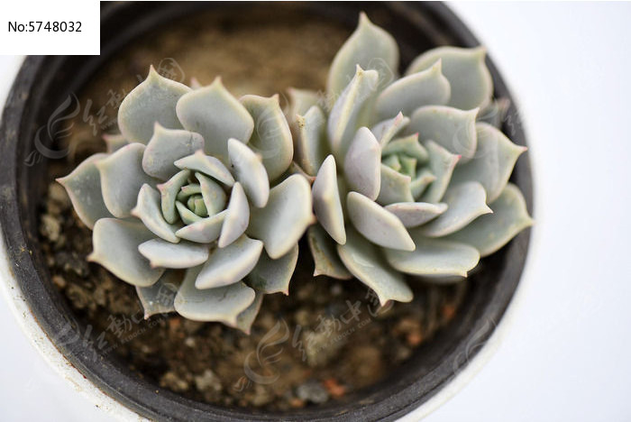 ���������ζ���ֲ��ͼƬ