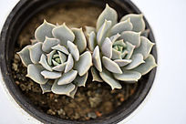 ���������ζ���ֲ��