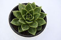 �������ζ���ֲ��