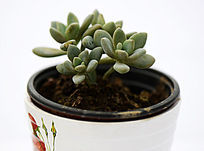 ��ɫ�����ζ���ֲ��