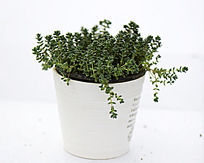 ��ɫϸ�����ֲ��