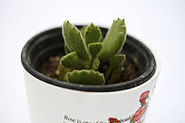 ��ë���ζ���ֲ��