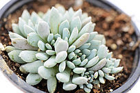 ǳɫë�߶���ֲ��