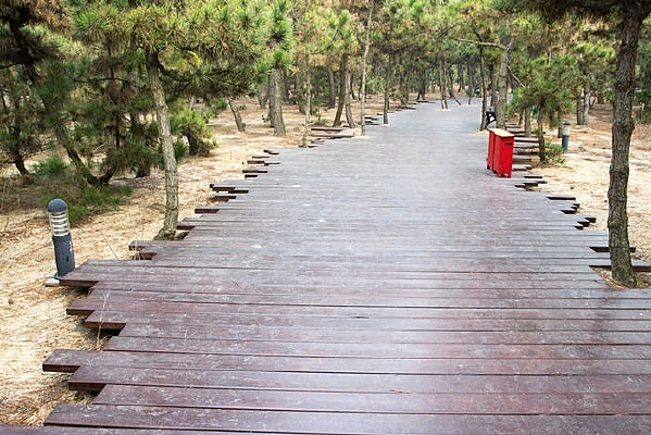 ɭ���е�ľ��·