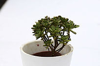 С�����ζ���ֲ��