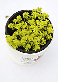 ����С������ֲ��