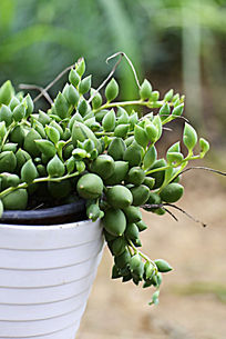 Բ�����ζ���ֲ��