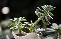 ��֦������ֲ��