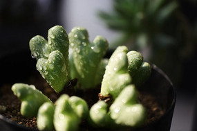 ��¶�Ľ��ζ���ֲ��