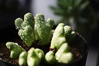 ��¶�Ľ��ζ���ֲ��