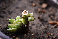 ����ֲ���������