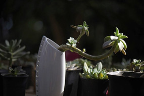 ����ֲ��������ֲ