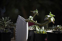 ����ֲ��������ֲ