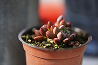 �챦ʯ�ζ���ֲ��