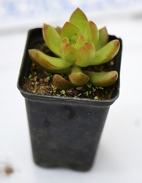 ������̶���ֲ��