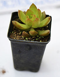 ������̶���ֲ��