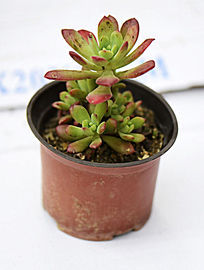 ���Ҷ����ֲ��