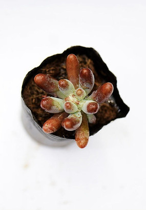 ����ָ����ֲ��