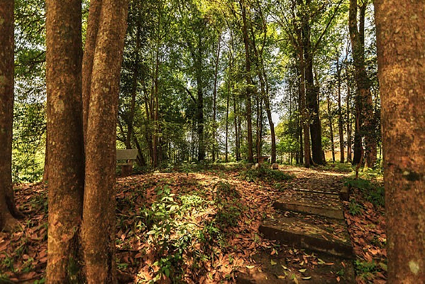 ���Ҷ���Ұ������ֲ��