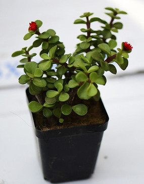 ��С�컨�Ķ���ֲ��