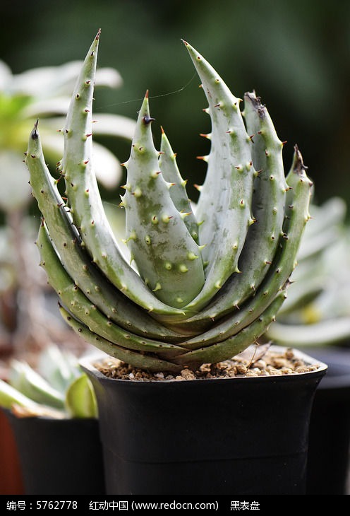 �����ζ���ֲ��ͼƬ