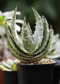 �����ζ���ֲ��