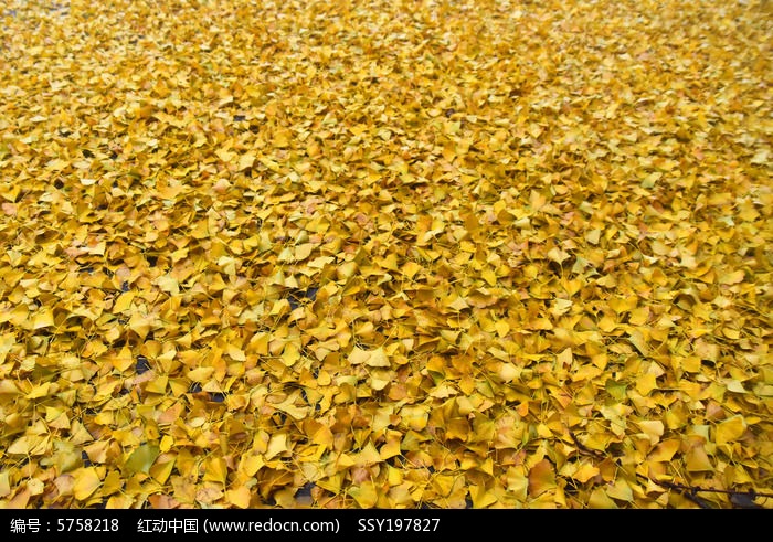 落在地面上层层叠叠的银杏树叶