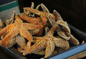 ��ʳ����