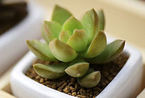 ���̵Ķ���ֲ��