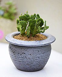 ����ë�߶���ֲ��