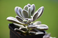 ǳɫ�������ֲ��