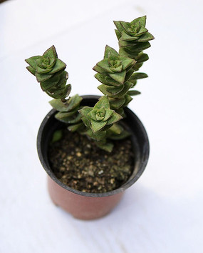 四角花形多肉植物