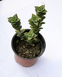 �Ľǻ��ζ���ֲ��