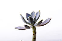 �����Ķ���ֲ��