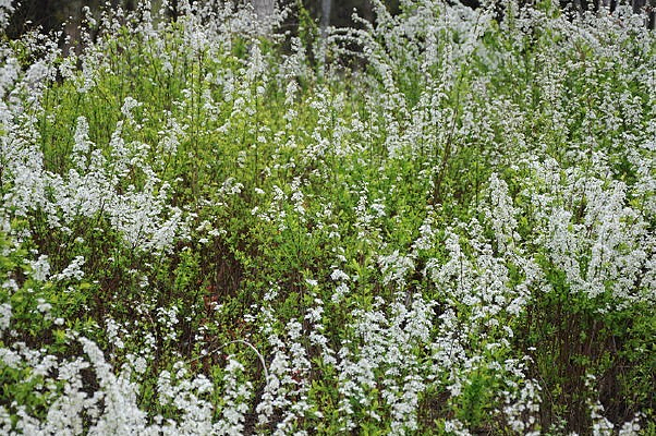 һƬ��ɫ��Ұ��