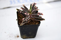 ����צ�ζ���ֲ��