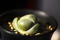 Ԫ���ζ���ֲ��