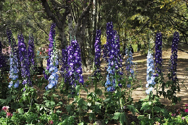 Ԫ�󶼵Ļ���