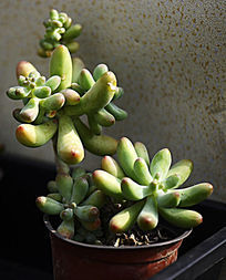 ����ͬ�ö���ֲ��