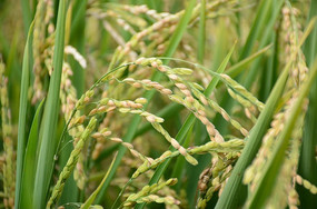 �����ĵ���