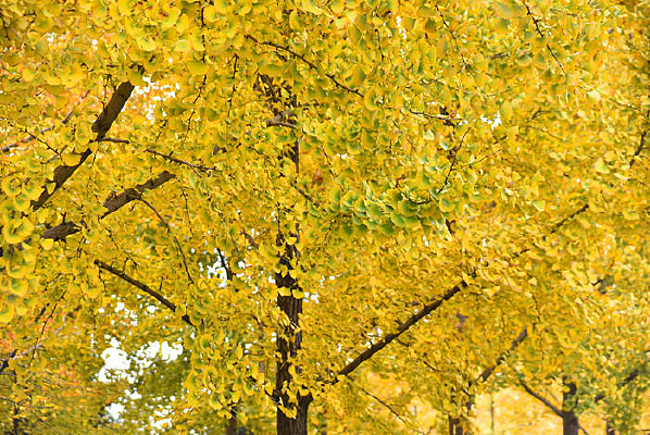 ��Ƶ�����