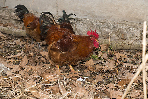 ��ֻ����