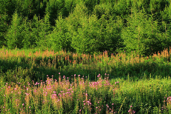 �ּ�ݵ�ʢ����Ұ��