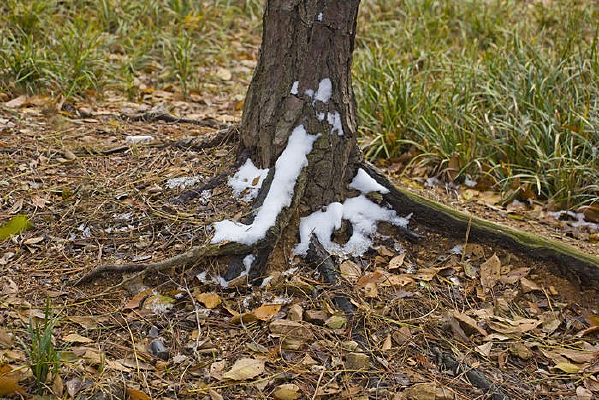 �����ϵ�ѩ