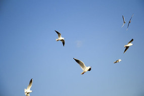 ��շ���ĺ���Ÿ