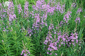 Ұ������